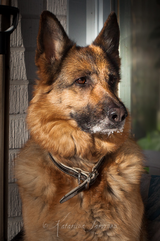 20130303102609-2 German Shephard portrait